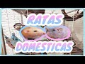 Ratas Domesticas - Informacion Básica