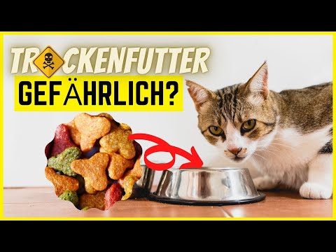 Video: Ist Trockenfutter Schädlich Für Katzen: Gefährliche Inhaltsstoffe In Der Zusammensetzung, Welchen Schaden Minderwertiges Futter Anrichten Kann, So Die Meinung Von Tierärzten