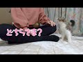 知らない人が部屋に入って来たときの子猫の反応がこちらです【保護猫/生後4か月/子猫】