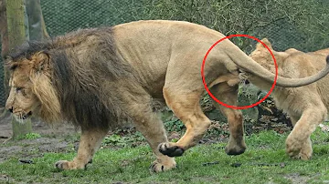 ¿Por qué las leonas muerden a los leones en las pelotas?