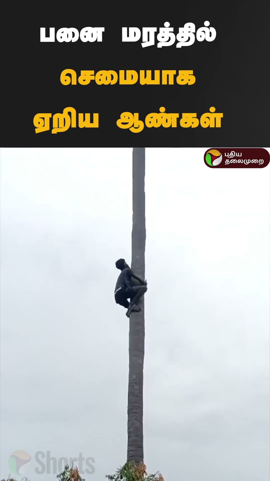 பனை மரத்தில் செமையாக ஏறிய ஆண்கள் | #shorts | #tenkasi | #panai