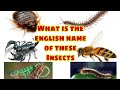 INSECTS NAME- DAILY ENGLISH WORDS कीडौं के English नाम