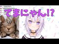 手毬にチーズを取られ焦りまくるおかゆんが完全にママ【猫又おかゆ/切り抜き】