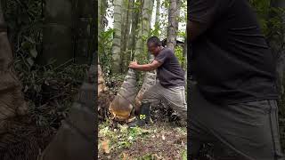 Why is Bamboo in China So Big? #shorts