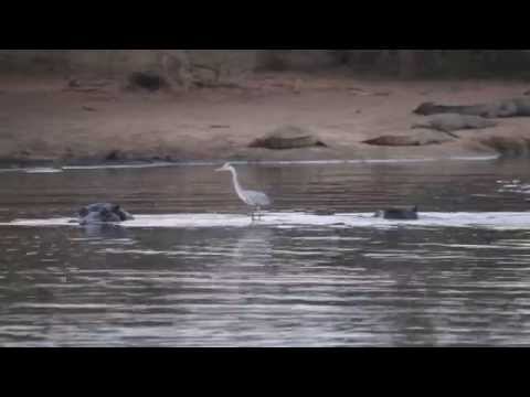 Heron Surfs on the Back of a Hippo!