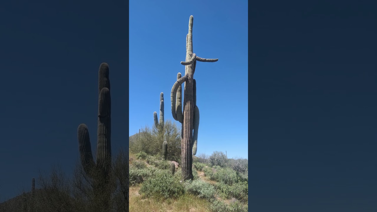 本 【希少 新品未使用】Saguaro the desert giant