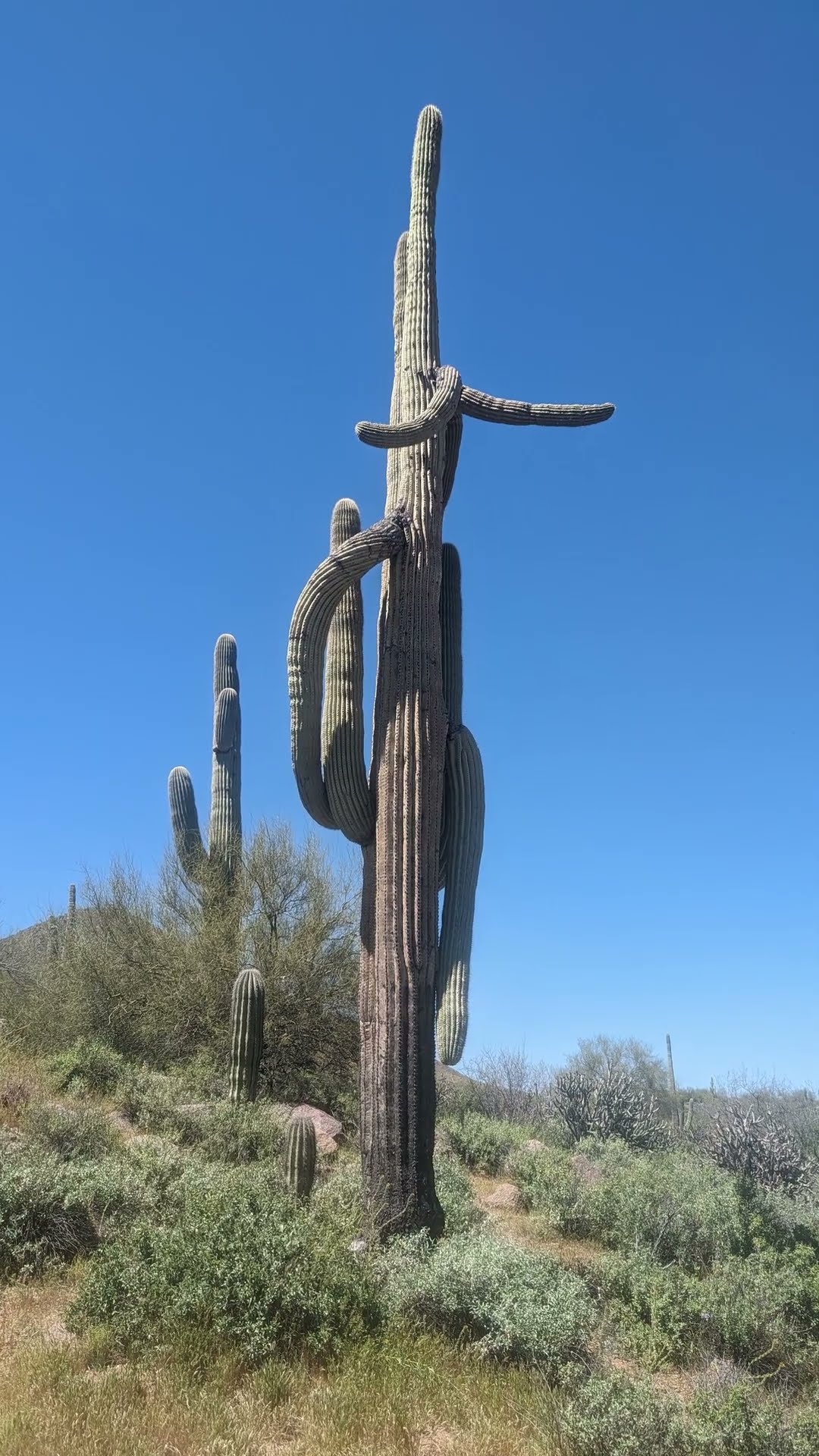 The Epic Lifespan of the Desert Giant: The Saguaro's Story - YouTube