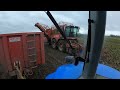 Lifting fodder beet in wet conditions