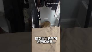 【「我來了！」】貓咪一聽主人叫 太興奮先撞到頭XD #Shorts