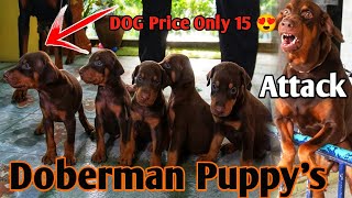 European Doberman DOG Puppy's