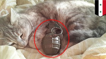 ISIS propaganda cute cat picture on messaging app shows kitty with suicide belt - TomoNews