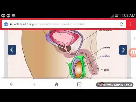 ভিডিও: কীভাবে শুক্রাণু গঠিত হয়