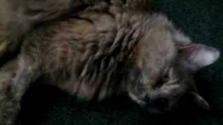Squirrel wakes up