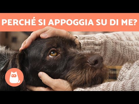 Video: Perché il mio cane femmina diventa sottomesso quando le accarezzo?