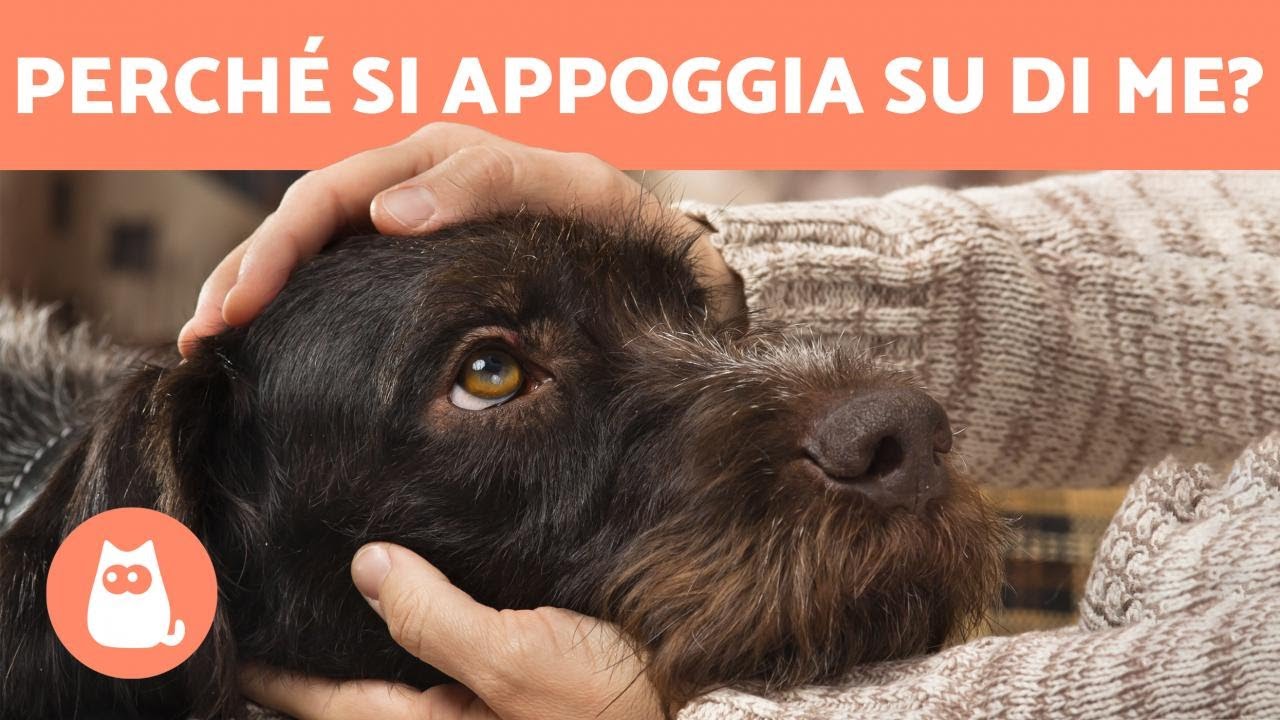 Perché il mio CANE si APPOGGIA su di me? 🧍🏻♀️🐕 (4 motivi) YouTube Perché il mio CANE si APPOGGIA su di me? 🧍🏻♀️🐕 (4 motivi) YouTube