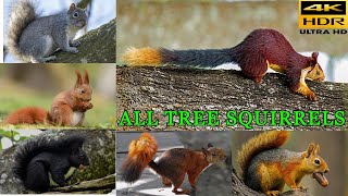 All Tree squirrel Species