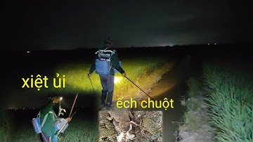 xiệt chuột ếch mùa lúa gặp nhiều ếch bự chuột đồng rắn hổ hành