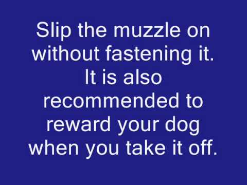 Muzzling A Dog