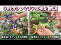 すんなり理解できるクレマチスの花後剪定解説！