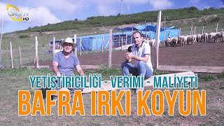 BAFRA IRKI KOYUN (Yetiştiriciliği - Verimi - Maliyeti) - Küçükbaş Dünyası #koyun #bafrakoyunu