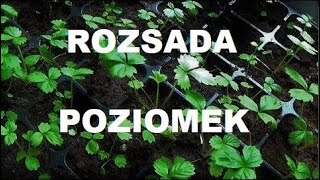 ROZSADA POZIOMEK - krok po kroku