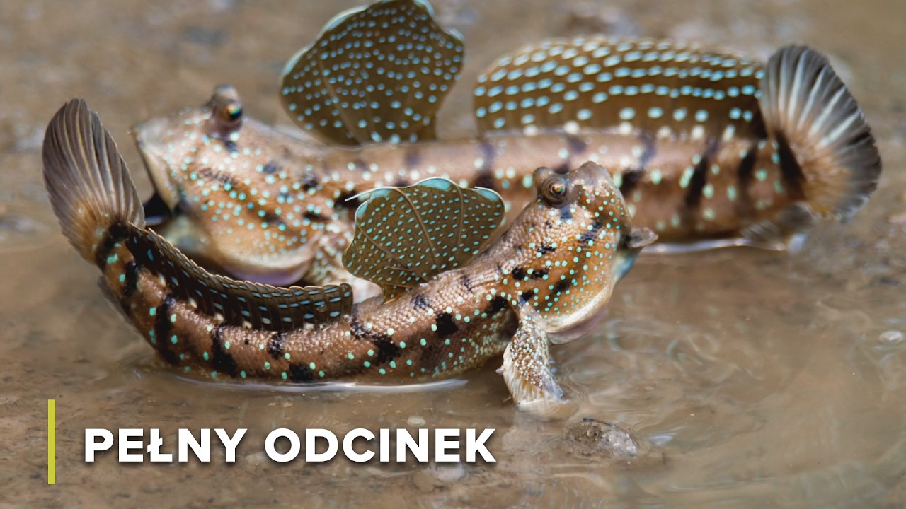 Życie w Bogatej Delcie Rzeki Wietnamu | Tajemnice Rzeki Mekong 109