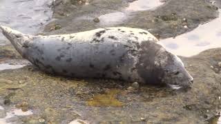 The exciting trip to historic tidal St Mary's Island & its Lighthouse Whitley Bay Tyneside England
