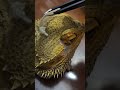 PEELING BEARDED DRAGON HEAD SKIN OFF! (SHED) 4K #shorts