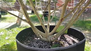 Outdoor cannabis grow 2020 ( transition time bloom) update 7