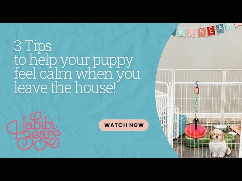 Video: 15 Willekeurige gedachten Elke Pup-moeder heeft over hun hond