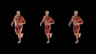 Muscles H21 Masterclass  |  Introduction
