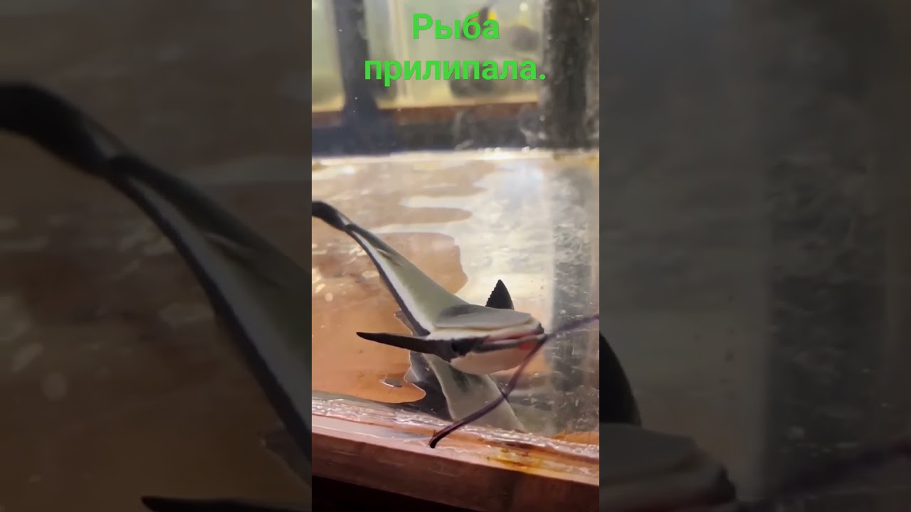 Рыба прилипала в "Калипсо Аква"
