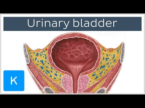 Video: Urīnpūšļa Anatomija, Funkcija Un Diagramma - Ķermeņa Kartes