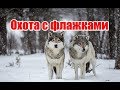 Охота с флажками | Ровенская область | Выпуск №60 (UKR)