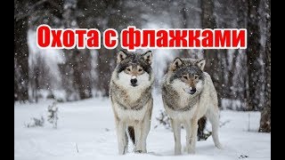 Охота с флажками | Ровенская область | Выпуск №60 (UKR)