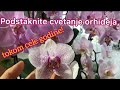 Kako podstaći cvetanje orhideja tokom cele godine!