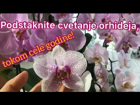 Video: Kako Napraviti Cvjetanje Orhideje