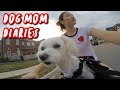 Dog mom diaries: Buddyrider unboxing (Bike seat for dogs)
