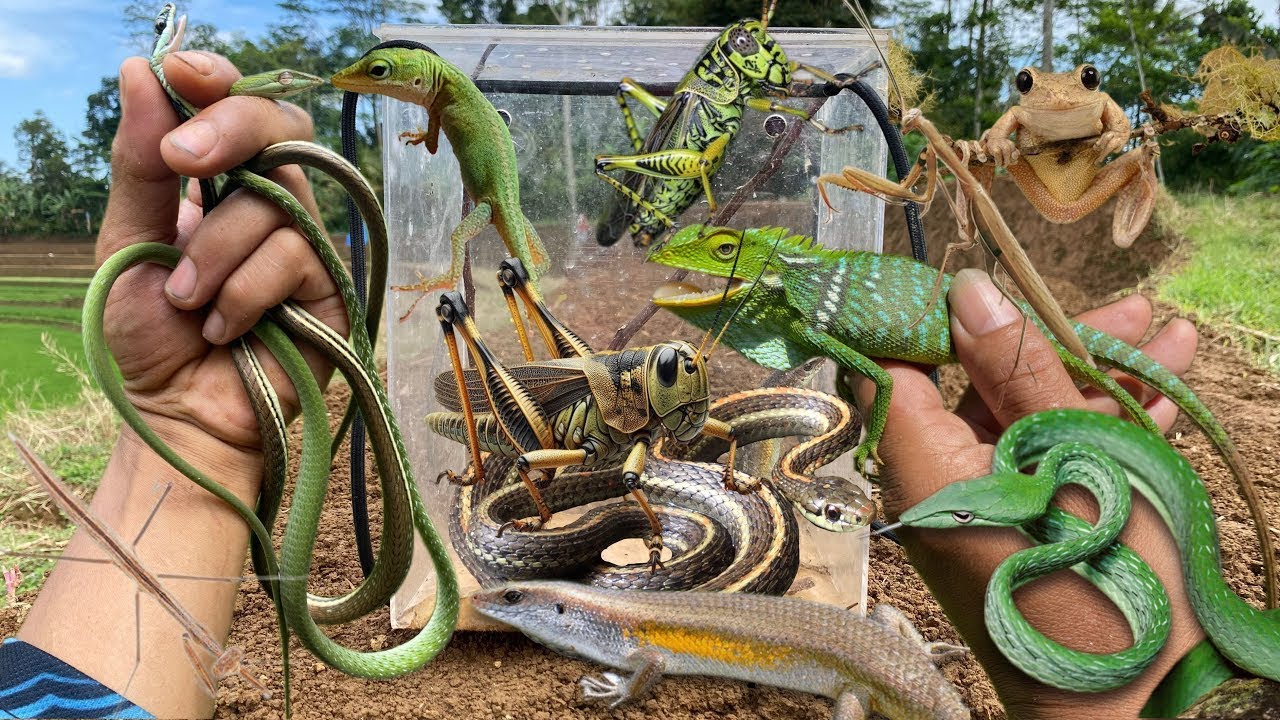 Found the poor reptile‼️catch grasshopper, chameleon, snake, crab, frog, beetle