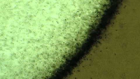 Amoebas eat bacteria