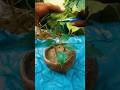 #pipal ka ped pruning November ki Mahina mein#shorts #viral