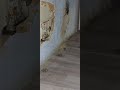 Деревенская мышь страшилка!🐭🐁🐹#приколы