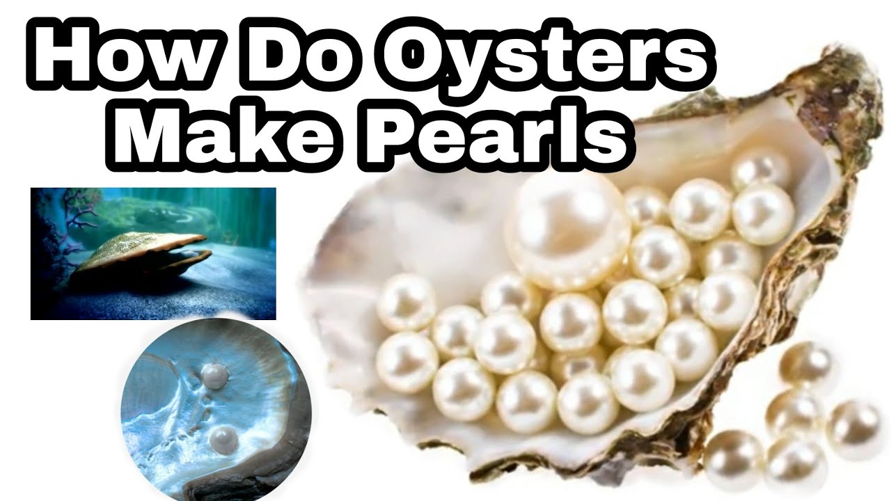 How do oysters make pearls?