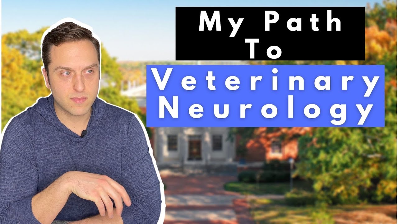 How I Became a Veterinary Neurologist YouTube