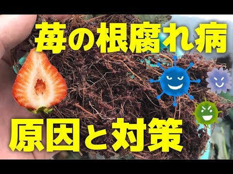 いちごの病気 いちごの根腐れ病の原因と対策方法をプロが解説 Youtube