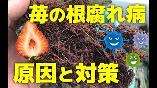 いちごの病気 いちごの根腐れ病の原因と対策方法をプロが解説 Youtube