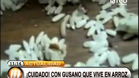 ¿Puede el arroz tener gusanos?