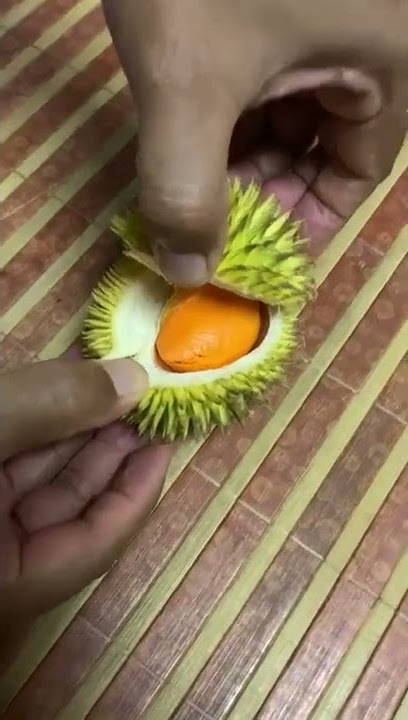 Durian terkecil di kebun 2022