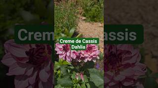 Creme de Cassis Dahlia in Bloom. GA/Zone 8a #youtubeshorts #dahlia #plants #gardening #shorts