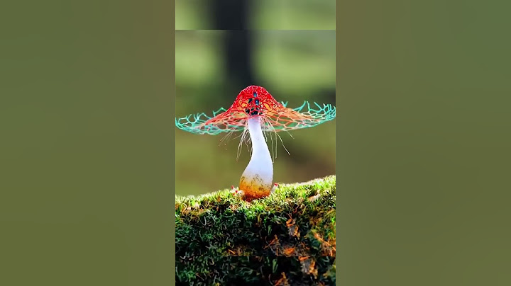 🍄 LOS HONGOS DEL PARAÍSO